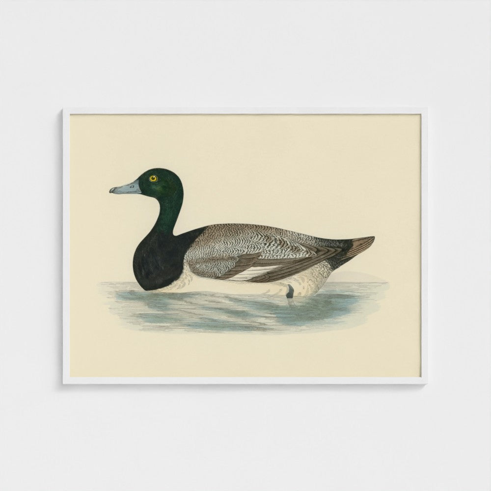 1870's Series Scaup Duck